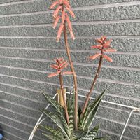 アロエ　千代田錦,テラスの画像