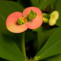 カネノナルキ,カネノナルキ,ハナキリン,ハナキリン,花のある暮らしの画像