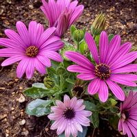 ビデンス,オキザリス,フレンチラベンダー,シレネ ピンクパンサー(シレネ カロリニアナ),オスペオスペルマムの画像