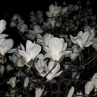 モクレンの画像