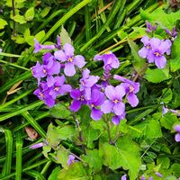 ムラサキハナナの画像