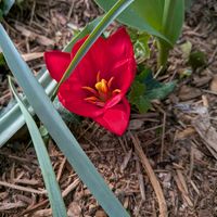 チューリップ,ヒヤシンス,ヘデラ,ラナンキュラスラックス,貝母百合・編笠百合(ばいもゆり・あみがさゆり)の画像