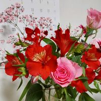 アルストロメリア,ラナンキュラス,かすみ草,ガ－ベラ,アリストロメリアの画像