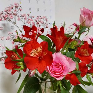 アルストロメリア,ラナンキュラス,かすみ草,ガ－ベラ,アリストロメリアの画像