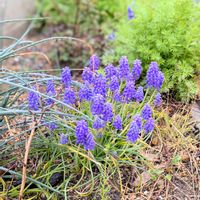 ニゲラ,ムスカリの画像