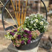 アリッサム,リベルティア　ゴールドストライプ,ビオラ　コルティルーチェ,寄せ植え,庭の画像