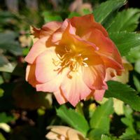 クリスマスローズ,鉢植え,ガーデニング,散策の画像