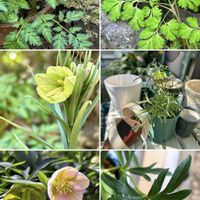 クレマチス,ジンチョウゲ,ヒマラヤユキノシタ,フクジュソウ,バイモユリの画像