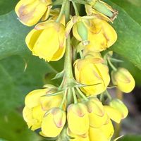 ヒイラギナンテン,タンポポの画像