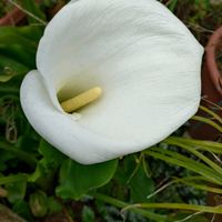 カラー,カラー,白い花,サトイモ 科,今日の１枚の画像