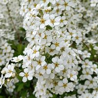 ユキヤナギの画像