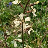 ルッコラの画像