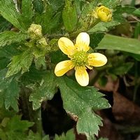 キツネノボタンの画像