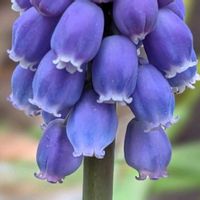 キュウリグサ,ムスカリ,ヤグルマギク,匂いスミレ,胡瓜草の画像