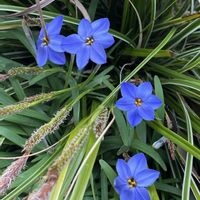 ハナニラ,エリカ,スナップエンドウ,ユッカグロリオサ ブライトスター,おうち園芸の画像