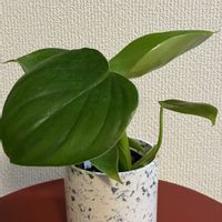 フィロデンドロン,フィロデンドロン・ピッチェリー,成長記録,購入記録,植物のある暮らしの画像