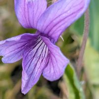 スミレ,モッコウバラ,祈る震災復興,花のある暮らし,緑のある暮らしの画像