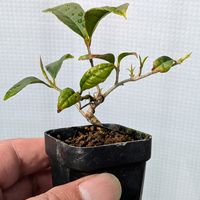 キンモクセイ,盆栽,ミニ盆栽,盆栽苗木,まめ盆栽の画像