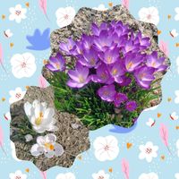 クロッカス,可愛い,白い花,花のある暮らし,植物のある暮らしの画像