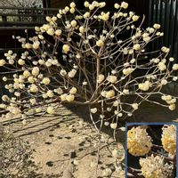 ボタン,ボタン,ミツマタ,ミツマタ,上野東照宮の画像