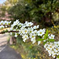 ユキヤナギ,雪柳,ゆきやなぎ,白い花,癒しの画像