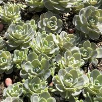 子持ち蓮華,多肉植物,多肉畑の画像