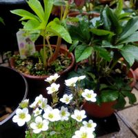 キンギョソウ,ノースポール,葉牡丹,クモマグサ,ゴールデンクラッカーの画像