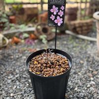 クレマチス,おうち園芸,府民の園芸の画像