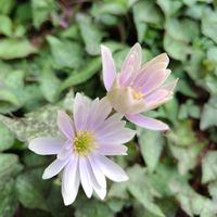 ツクシ,ムラサキハナナ,つばき,ユキワリイチゲ,福寿草(ふくじゅそう)の画像