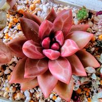 ミセバヤ,ライムジンガー,多肉植物,大好き,多肉寄せ植えの画像