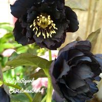 クリスマスローズ,ガーデニング,マイガーデン,花のある暮らし,クリスマスローズ愛同盟の画像