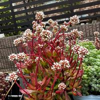 セダム,紅稚児,ドラゴンズブラッド,ステフコ,セダム大好きの画像