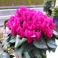 フリージア,ガーデンシクラメン,ハクモクレン,いいね❤ありがとう,花のある暮らし❤の画像