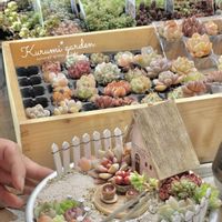 セダム,エケベリア,箱庭,箱庭 多肉植物,ワークショップ作品の画像