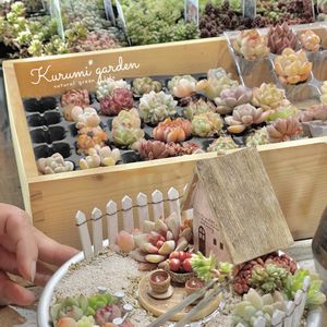 セダム,エケベリア,箱庭,箱庭 多肉植物,ワークショップ作品の画像