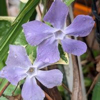 ツルニチニチソウ,フリージア,平和を願う,戦争反対,頑張れ！わたし٩(ˊᗜˋ*)و❤︎*。の画像