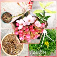 エニシダ,モミジ,ローリエ,キッチンハーブ,あなたはだぁれ？の画像