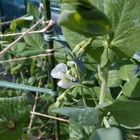 絹さや,サヤエンドウ,種から,季節の花,バルコニー/ベランダの画像