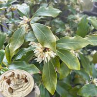 シキミ,シキミ,シキミ(シキビ)の花,アーモンドラテ,アーモンドラテの画像