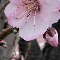 アンズ,アンズ,スモモ,スモモ,スモモの画像