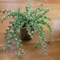 トラディスカンティア・ゼブリナ,ディスキディア,ディスキディア ミリオンハート,観葉植物,グリーンのある暮らしの画像