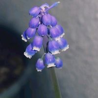 ムスカリ,ベランダの画像