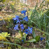 シラー,シラー シベリカ,球根植物,平和を願う☆,庭の画像