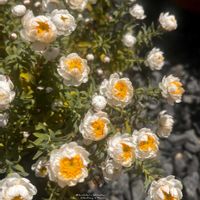 花かんざし,白い花,キュンキュン乙女倶楽部,GSミニモニ。,バラと夢CLUBの画像