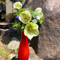 クリスマスローズ,マーガレット,ムスカリ,ラナンキュラス,sasukemama倶楽部の画像