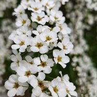 ユキヤナギ,散歩道の画像