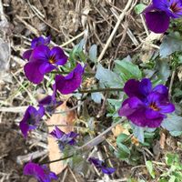 カリブラコアの画像