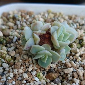 ムーンフェアリー,オウンスロー,多肉植物,多肉初心者,ベランダ多肉の画像