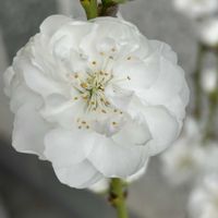 スイセン,スイセン,花桃 照手白,花桃 照手白,白い水曜日♡の画像