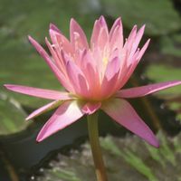 熱帯スイレン,熱帯スイレン,熱帯睡蓮　オータムクラッシュ,温室,神代植物公園の画像